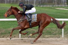 Golden Tango siegt mit Tommaso Scardino beim Dortmunder Sandbahn-Finale 2019-2020. www.galoppfoto.de - Stephanie Gruttmann