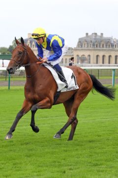 Goliath mit William Buick 2024 in Chantilly. ©galoppfoto - Sandra Scherning