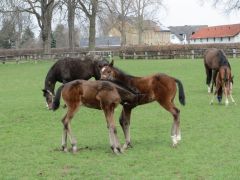 Hallo, wer bist Du denn?: Links ein Hengstfohlen aus der Pawella aus der Zucht von Markus Buchner, rechts der Nachwuchs aus der Ormita für Züchter Horst-Dieter Beyer - beide stammen von Mamool. Foto: Gestüt Römerhof