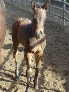 Kaisha von Erminius aus der Kayleigh. Züchterin ist Yvonne Pennock (Dutch Racing Circle). Foto: privat