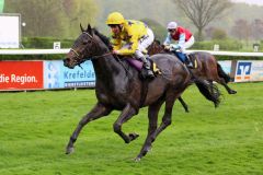 Das sah überzeugend aus: Karpino gewinnt mit Andrea Atzeni auf Gr. III-Parkett in Krefeld. Foto: Dr. Jens Fuchs