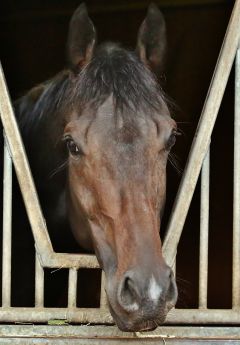 Kingdom of Heaven Oktober 2018  Foto: www.rennstall-woehler.de