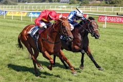 Heißes Finish in der 151. Casino Baden-Baden Goldene Peitsche: Kitty Marion, eine 5j. Iffraaj-Tochter, trainiert von Guillermo Elosegu, geritten von Vaclav Janacek kommt mit einem Hals Vorsprung vor Majestic Colt ins Ziel. ©galoppfoto - Sabine Brose 