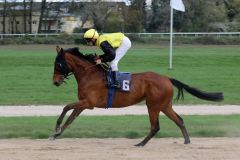 La Merced beim Aufgalopp zum Schwarzgold-Rennen, welches sie als Zweit gruppeplaziert beendete (Foto: Dr. Jens Fuchs)