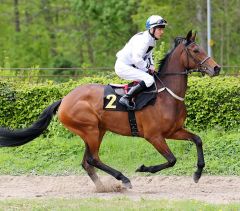 La Swala am 23.4.2017 in Krefeld - Foto: Dr. Jens Fuchs