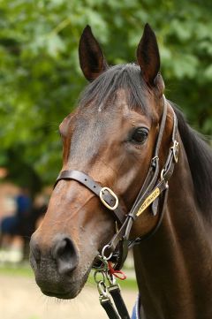 Lady Oracle Juli 2015  Foto: www.Rennstall-woehler.de