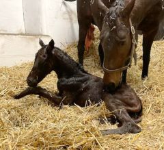 Stutfohlen 2021  v. Lawman - La Reine Noir v. Rainbow Quest - Foto: privat