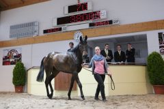 Love of Budysin bei der BBAG-Frühjahrs-Auktion im Ring - für €38.000 wurde sie an Ronald Rauscher verkauft. www.galoppfoto.de