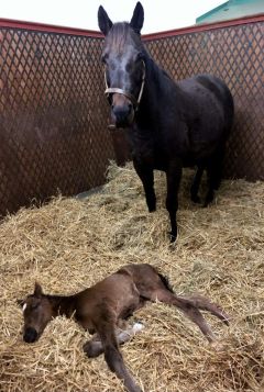 Hengstfohlen 2025  v. Windstoß - Loveheart v. Dubawi - Foto: privat