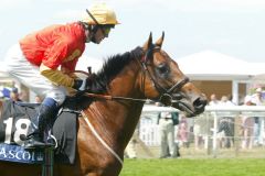 Majestic Missile mit Jockey Kieren Fallon auf der Rennbahn in Ascot. www.galoppfoto.de (Archiv) - Frank Sorge