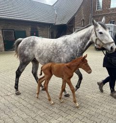 Hengstfohlen 2024 v. Sea The Moon - Meadowsweet v. Mastercraftsman - Foto: privat