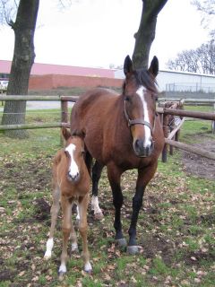 Mit so einer Blesse fällt man auf ... Shiramiyna mit ihrem Hengstfohlen von Equiano 2013. www.faehrhof.de