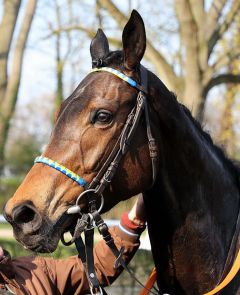 Nacida nach dem Sieg im Grand Prix Aufgalopp am 31.3.2019 in Köln- Foto: Dr. Jens Fuchs