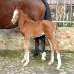 Hengstfohlen 2025 v. Alter Adler - Navarra v. Invincible Spirit