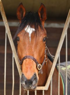  Abu Hazem Februar 2019  Foto: www.rennstall-woehler.de