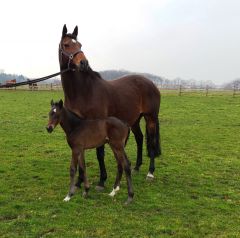 braunes Stutfohlen von Scalo mit Mamma All About Love. Foto: Gestüt Hof Ittlingen