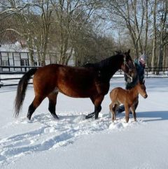 Hengstfohlen 2021  v. Zoffany - Noelani v. Nayef - Foto: privat