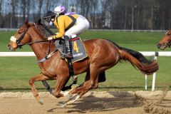 Nowatlast mit Sibylle Vogt beim Aufgalopp am 07.03.2021. ©galoppfoto - Stephanie Gruttmann