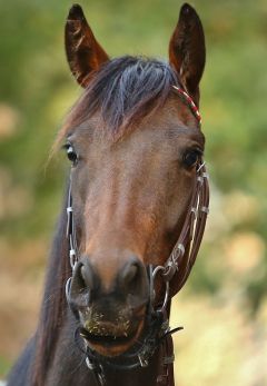 Ocean of Glory Oktober 2018  Foto: www.rennstall-woehler.de