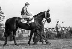 Orsini mit Lester Piggott bei der Parade zum 88. Deutschen Derby.  @galoppfoto - Archiv Hilde Hoppe 