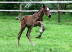 Beim ersten Weidegang munter unterwegs: Ovambo Princess wurde am 07.05.14 geboren und ist Vollschwester der Hansa Preis (Gr. II-)Siegerin Ovambo Queen. Foto: Gestüt Castanea