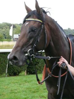 Alianthus, Sieger in der Grafenberger Meilen-Trophy, Gruppe II, am 17.07.2011 in Düsseldorf (Foto: Gabriele Suhr)