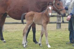 Hengstfohlen mit Mutter Good Hope (Foto:privat)