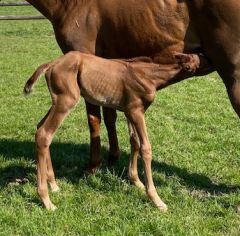 Hengstfohlen 2020 v. Protectionist - Peace of Paradise v. Sholokhov - Foto: privat