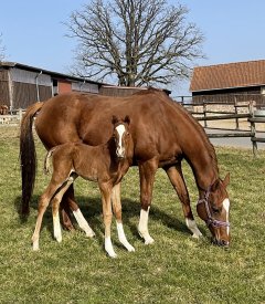 Hengstfohlen 2021 v. Amaron - Peri v. Lord of England - Foto: privat