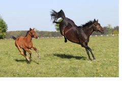 Prairie Lilli (r.) und Prairie Excellent. Foto: Ulrike Feill