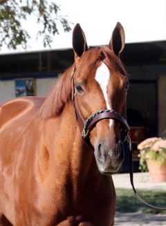 Princess of Sylmar bei der November-Auktion, wo sie für 3,1 Millionen Dollar an die Shadai Farm verkauft wurde. Foto Fasig-Tipton