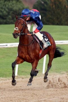 Probelauf für St. Moritz - Only the Brave gewinnt mit Leon Wolff in Dortmund. ©galoppfoto - Stephanie Gruttmann