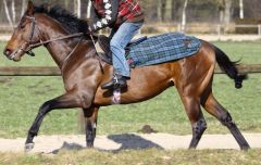 Stallparade 2013 - Protectionist