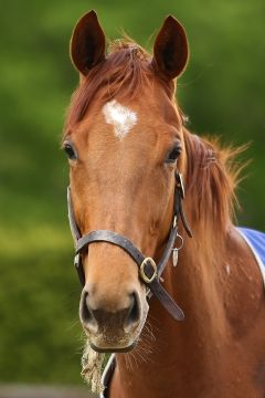 Queen's Crown Mai 2019  Foto: www.woehler-bildergalerie.de