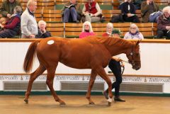 Romantic Style als Jährling in Newmarket. Foto: Tattersalls