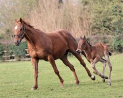 Hengstfohlen 2025  v. Shaquille - Ronja v. El Corredor - Foto: Petra Mikeskova