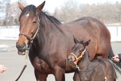 Das Deep Impact-Fohlen mit seiner Mutter Salomina. Foto: Courtesy bei Northern Farm/Japan