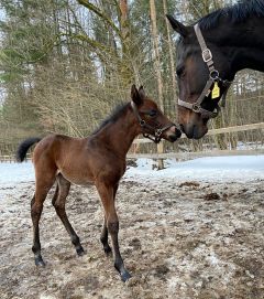 Hengstfohlen 2021  v. Amaron - Santa Ponsa v. Lando - Foto: privat