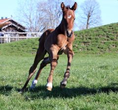 Stutfohlen 2023 v. Japan - Shy Fairy v. Desert Prince - Foto: privat