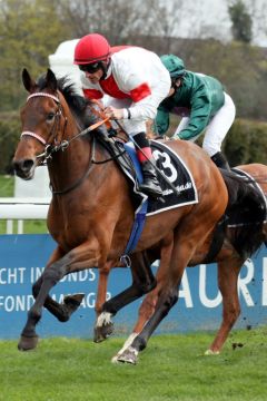 Skylo gewinnt im Kölner Maiden mit Andrasch Starke. ©galoppfoto - Stephanie Gruttmann