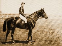 1884 Derbysieger Sperber