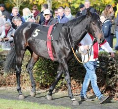 Star Max am 5.11.2017 in Krefeld - Foto: Dr. Jens Fuchs