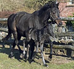 Hengstfohlen 2022 v. Bated Breath - Tanamia v. Nayef - Foto: privat