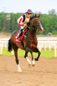 Tertullus mit Rafael Schistl beim Aufgalopp in Täby. www.galoppfoto.de - Peeo Ploff