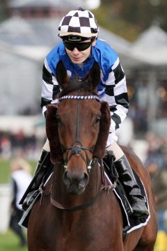 Torcedor mit Jamie Spencer beim Aufgalopp in Köln. www.galoppfoto.de - Sandra Scherning