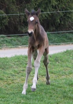 Sehr agiles Hengstfohlen von Touch Down aus der Lavirco-Stute Harmony, Züchterin Sabine Schweitzer. Foto: privat