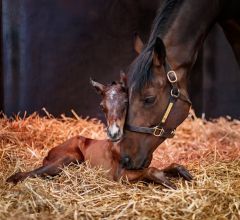 Stutfohlen 2018 v. Shalaa - Treve v. Motivator - Foto: © Zuzanna Lupa photography / Al Shaqab Racing 