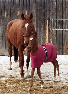 Unübersehbar Mutter und Sohn: Pretty Luna (von Bahamian Bounty) und Fohlen von Protectionist 2019. Foto: privat