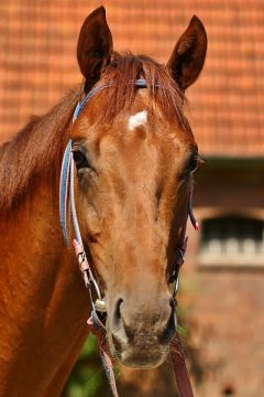 Warring States Juni 2016  Foto: www.Rennstall-Woehler.de