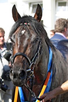 Weltstar nach dem Sieg im IDEE 149. Deutschen Derby. www.galoppfoto.de - Sabine Brose